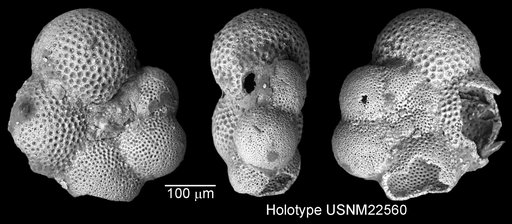 Globigerina hexagona Natland, 1938
