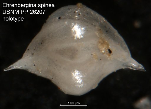 Ehrenbergina spinea Cushman, 1935