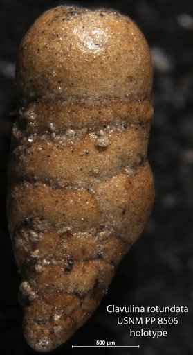 Clavulina rotundata Cushman, 1913