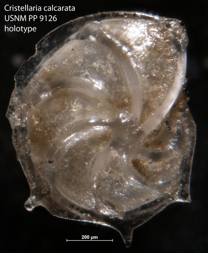 Cristellaria calcarata Cushman, 1917