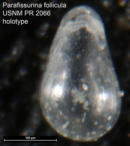 Parafissurina follicula Loeblich & Tappan, 1953