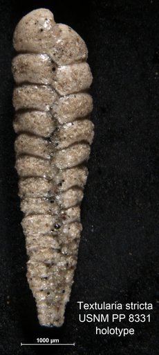 Textularia stricta Cushman, 1911