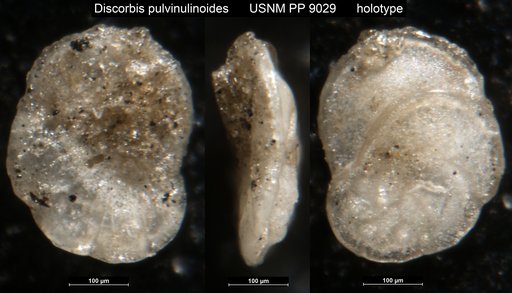 Discorbis pulvinulinoides Cushman, 1915