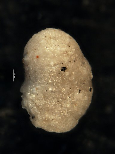 Ammobaculites schwageri Said & Kenawy, 1956