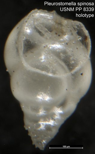 Pleurostomella spinosa Cushman, 1911
