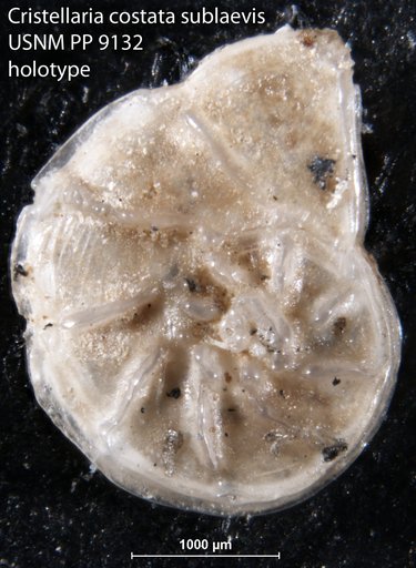 Cristellaria costata var. sublaevis Cushman, 1917