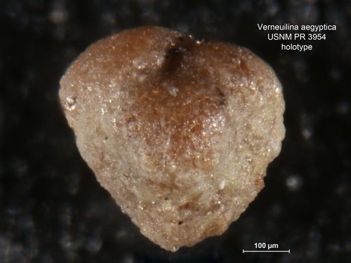 Verneuilina aegyptica Said & Kenawy, 1956
