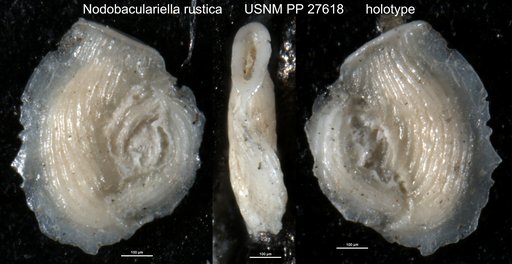 Nodobaculariella rustica Cushman & Todd, 1944