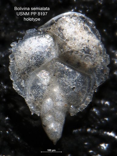 Bolivina semi-alata Bagg, 1908