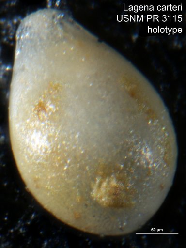 Lagena carteri McLean, 1956