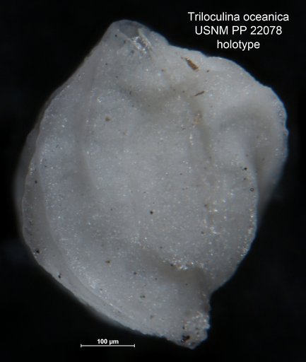 Triloculina oceanica Cushman, 1932