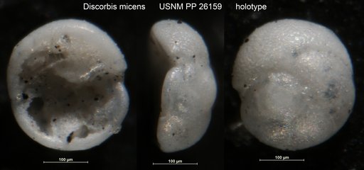 Discorbis micens Cushman, 1933