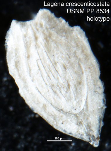 Lagena crescenticostata Cushman, 1913