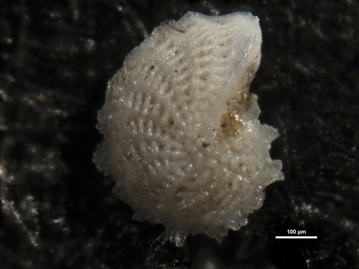 Elphidium alvarezianum var. serrulatum Cushman & Parker, 1931