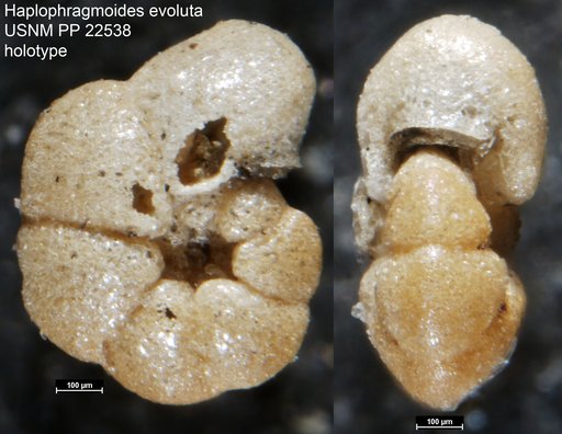 Haplophragmoides evoluta Natland, 1938