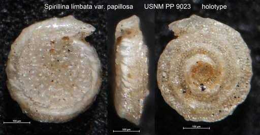 Spirillina limbata var. papillosa Cushman, 1915