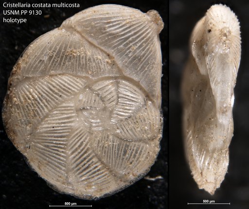 Cristellaria costata var. multicosta Cushman, 1917