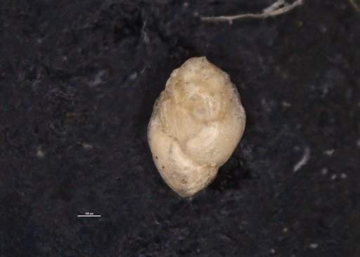 Bolivina semicostata Cushman, 1911