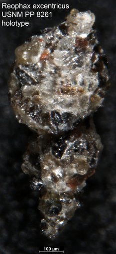 Reophax excentricus Cushman, 1910