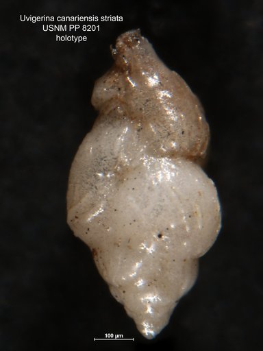 Uvigerina canariensis var. striata Bagg, 1908