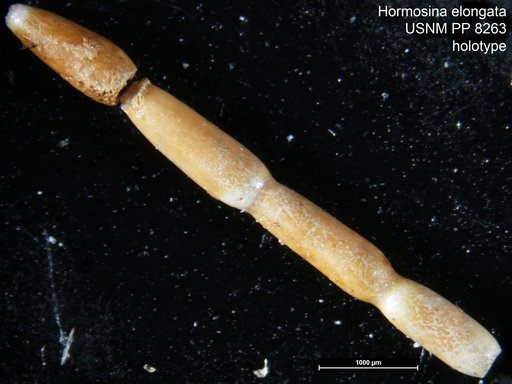 Hormosina elongata Cushman, 1910