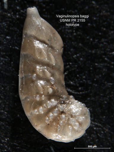 Vaginulinopsis baggi McLean, 1955