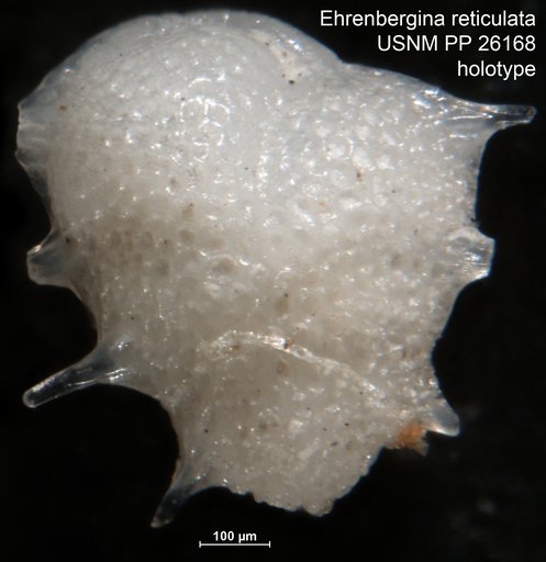 Ehrenbergina reticulata Cushman, 1933