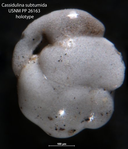 Cassidulina subtumida Cushman, 1933