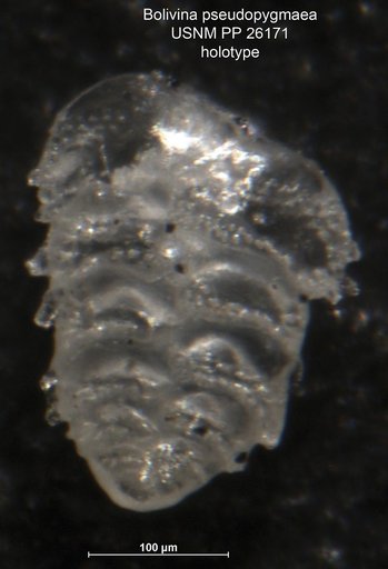 Bolivina pseudopygmaea Cushman, 1933
