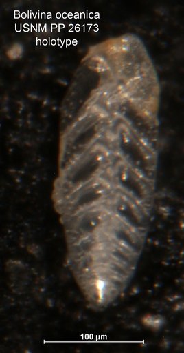 Bolivina oceanica Cushman, 1933