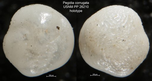 Pegidia corrugata Cushman, 1935