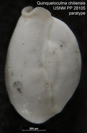 Quinqueloculina chiliensis Jacot, 1925