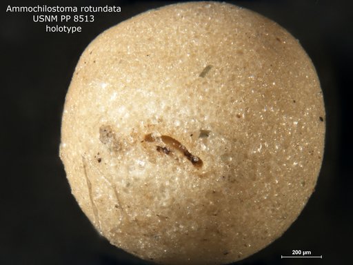 Ammochilostoma rotundata Cushman, 1913