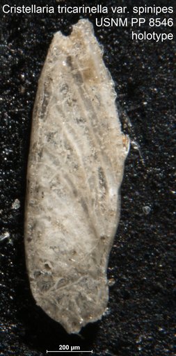 Cristellaria tricarinella var. spinipes Cushman, 1913