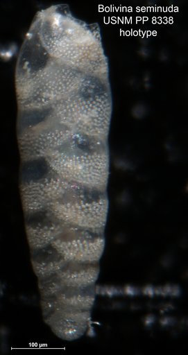 Bolivina seminuda Cushman, 1911