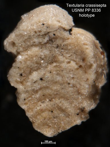 Textularia crassisepta Cushman, 1911