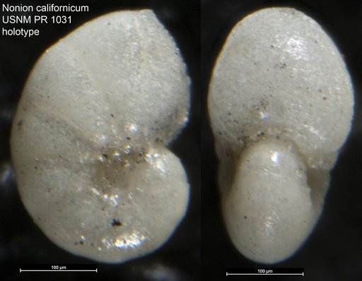 Nonion californicum Billman & Hopkins, 1980