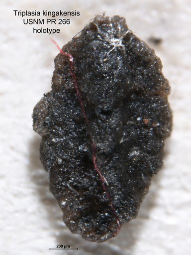 Triplasia kingakensis Loeblich & Tappan, 1952