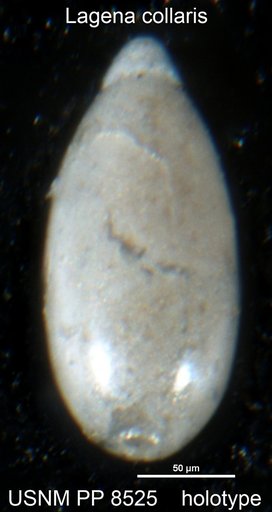 Lagena collaris Cushman, 1913