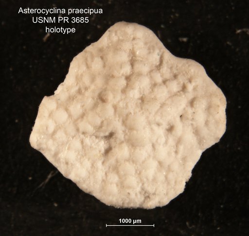 Asterocyclina praecipua Cole, 1957