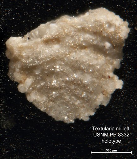 Textularia milletti Cushman, 1911