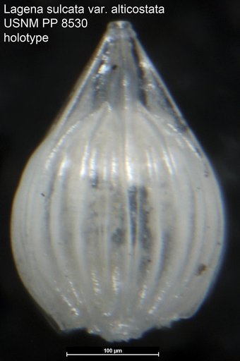 Lagena sulcata var. alticostata Cushman, 1913