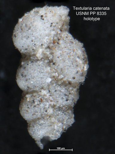 Textularia catenata Cushman, 1911