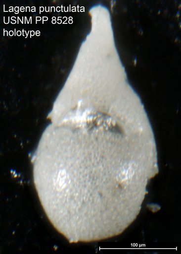 Lagena punctulata Cushman, 1913