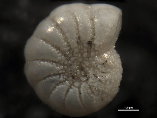 Elphidium australis Cushman & Parker, 1931