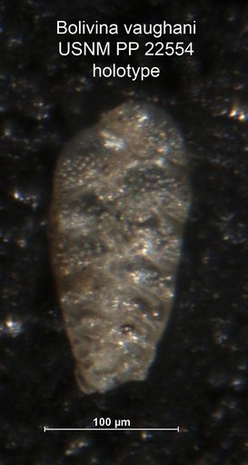 Bolivina vaughani Natland, 1938