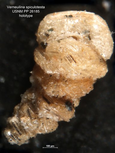 Verneuilina spiculotesta Cushman, 1935