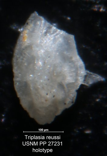 Triplasia reussi Cushman, 1913