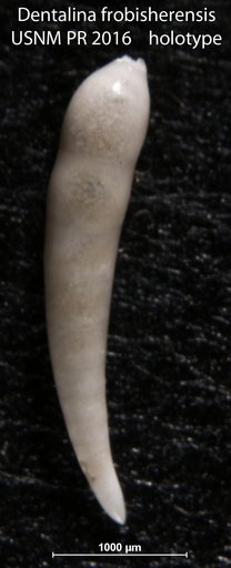 Dentalina frobisherensis Loeblich & Tappan Loeblich, 1953
