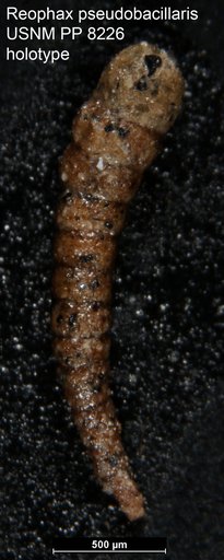 Reophax pseudobacillaris Cushman, 1910